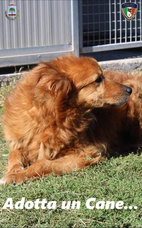 Immagine: Adotta un Cane